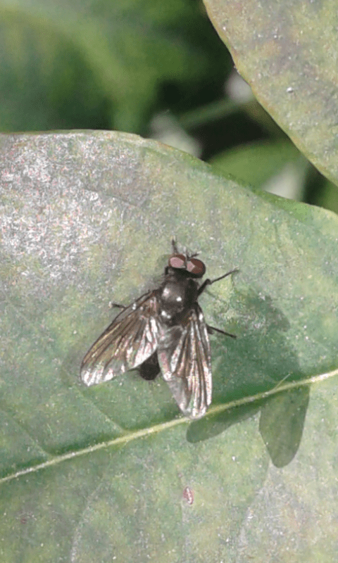 Muscidae : Hebecnema sp.? ... Muscidae sp.
